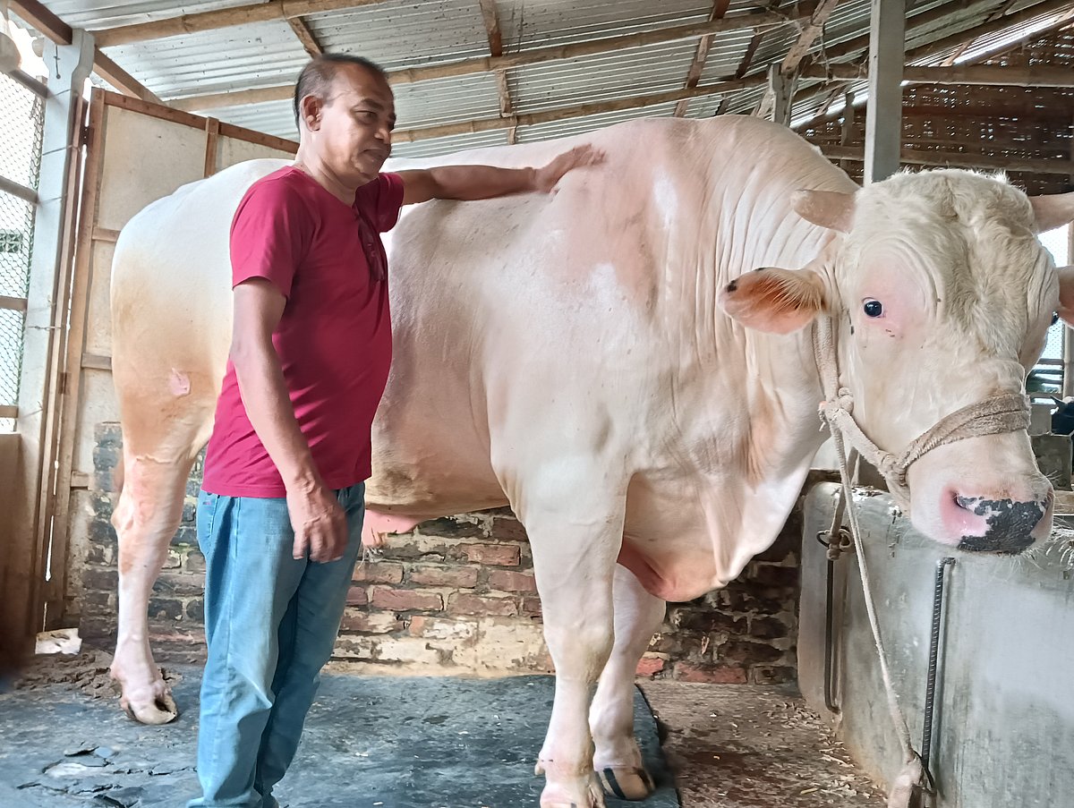 রাজবাড়ীর পাংশার প্রশান্ত কুমার দাসের খামারে ১ হাজার ৪৭০ কেজি ওজনের বিশাল এই ষাঁড়টির নাম প্রিন্স বা সাদা পাহাড়। সম্প্রতি উপজেলার রামকোল বাহাদুরপুর গ্রামে