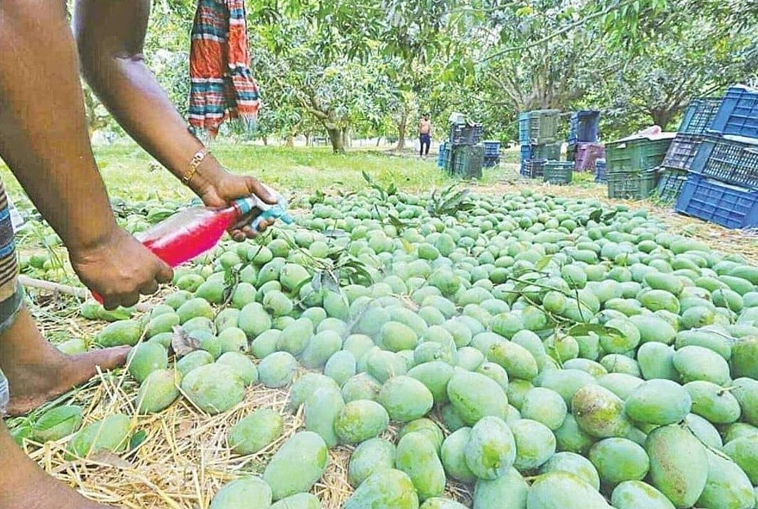 রাসায়নিক দিয়ে পাকানো হচ্ছে আম