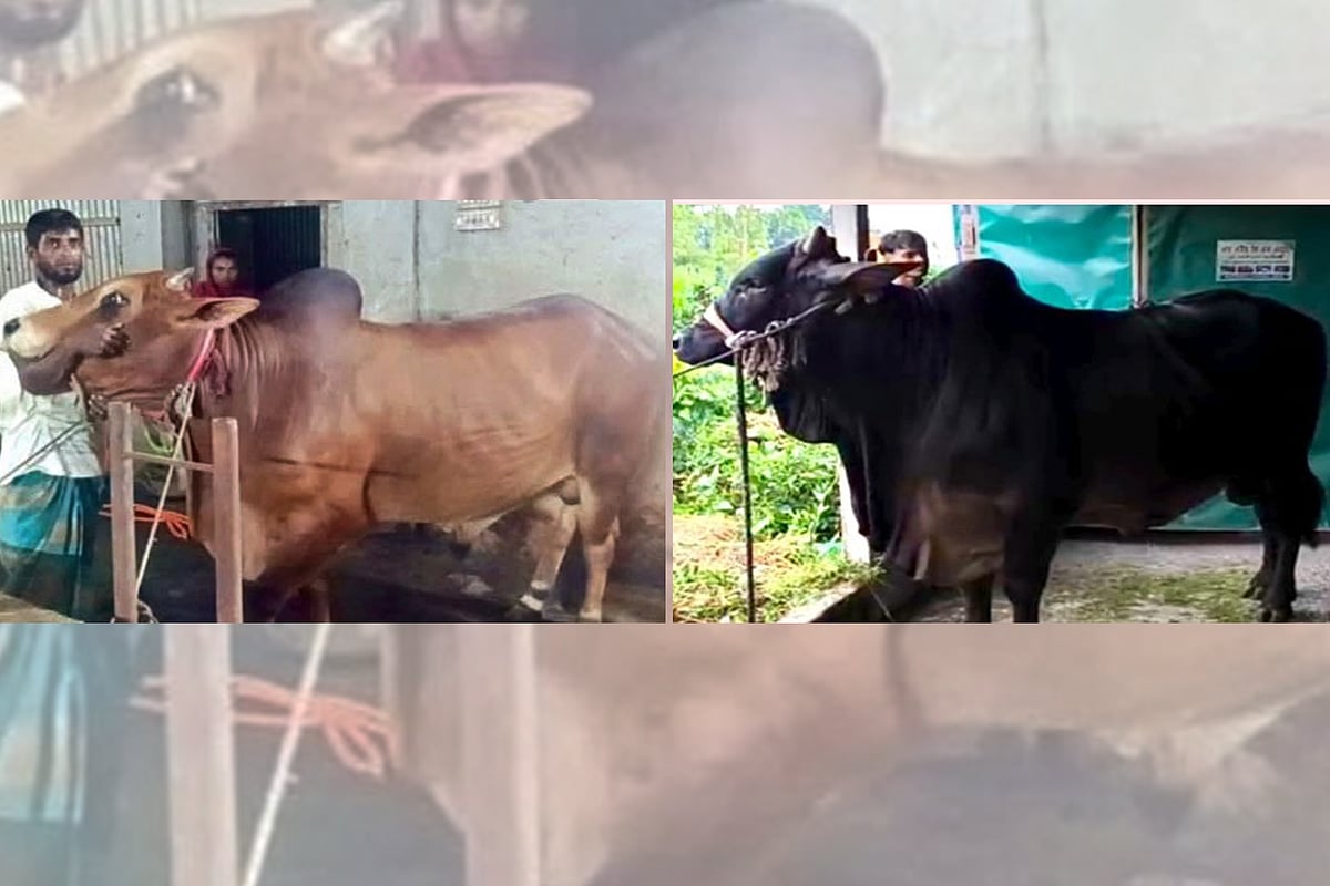 লালু ও কালু সরদারকে কোরবানির পশুর হাটে বিক্রির জন্য প্রস্তুত করেছেন খামারি। গতকাল মতলব উত্তর উপজেলার নিশ্চিন্তপুর এলাকায়