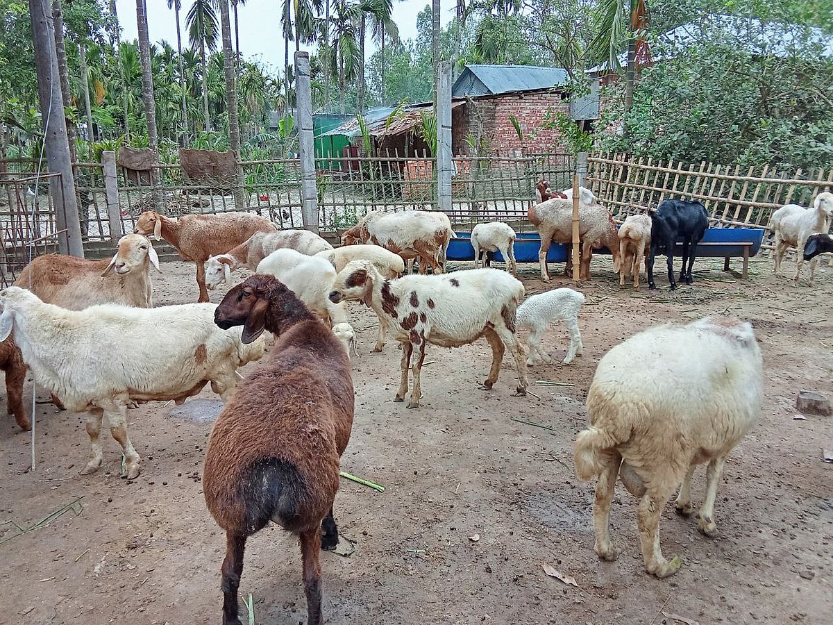 নীলফামারীর সৈয়দপুর উপজেলায় গড়ে উঠেছে মরুর প্রাণী দুম্বার খামার। সম্প্রতি বোতলাগাড়ি ইউনিয়নের কাথারিপাড়ায়