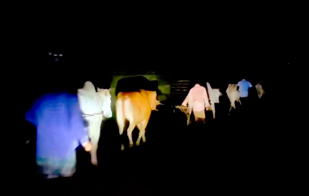 সীমান্ত এলাকা দিয়ে রাতের অন্ধকারে পাচার করা হচ্ছে চোরাই পশু। সম্প্রতি তোলা