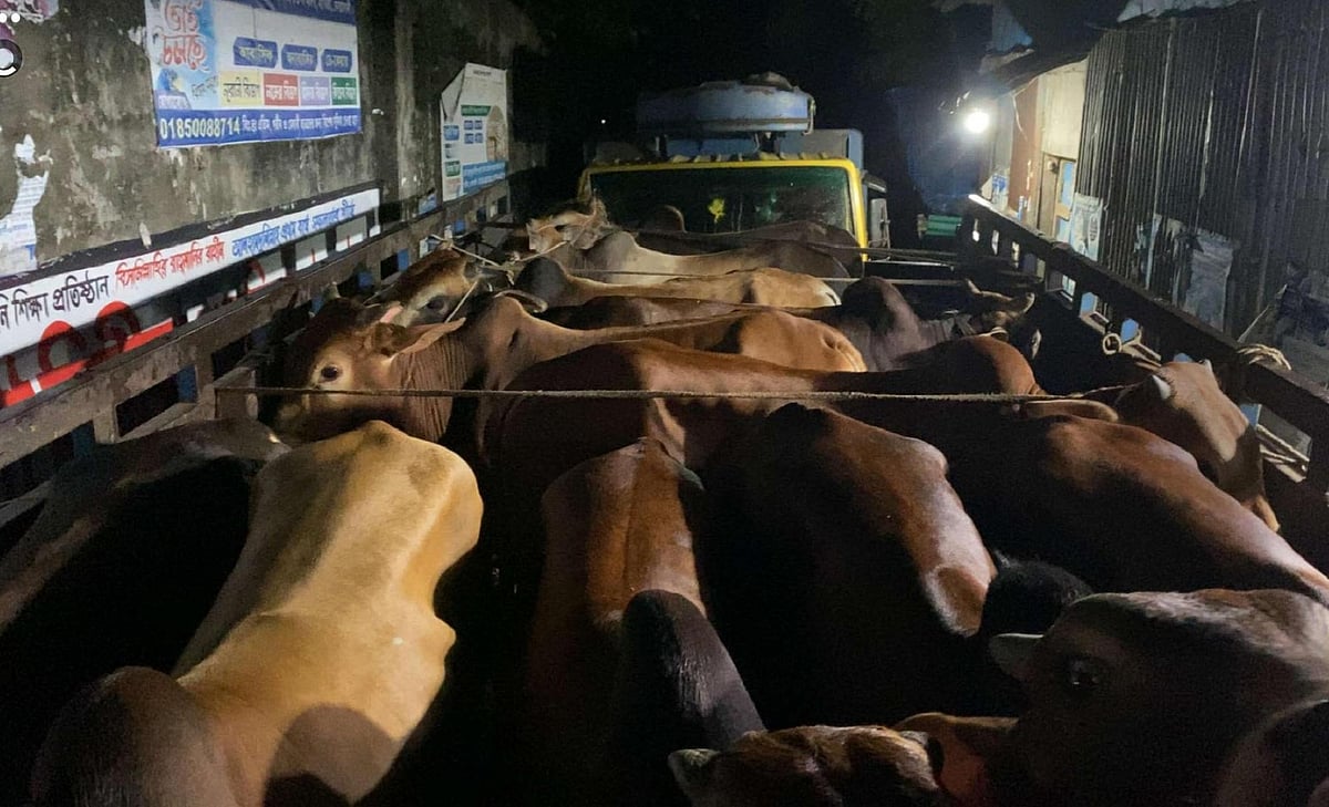 উদ্ধার হওয়া গরু