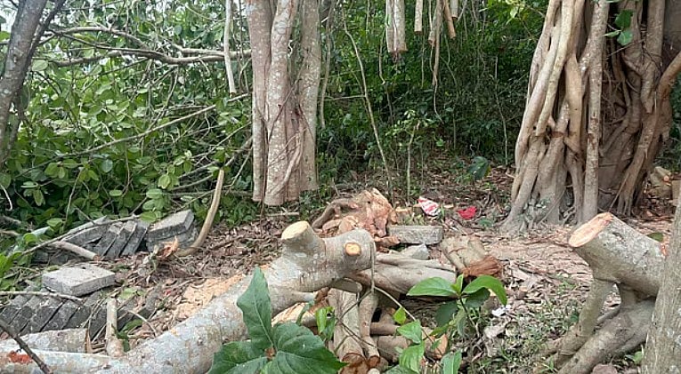 সম্প্রতি মাদারীপুরে একটি বটগাছের বিভিন্ন অংশ কেটে ফেলার ঘটনায় আলোচনা তৈরি হয়