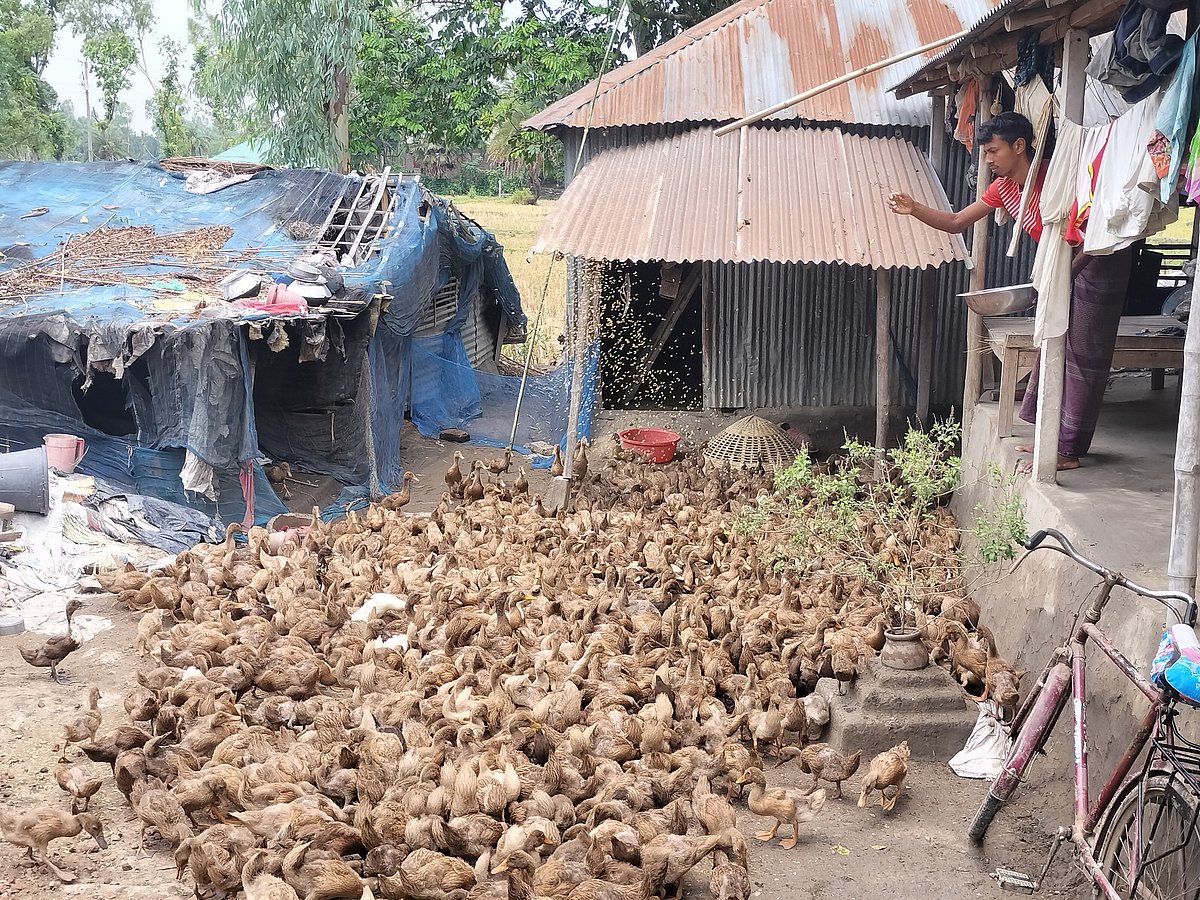 সিরাজগঞ্জের তাড়াশে নিজ বাড়ির আঙিনায় হাঁসের ছানাকে খাবার দিচ্ছেন মিঠুন চন্দ্র ওঁরাও। সম্প্রতি উপজেলার গুড়পিপুল এলাকায়