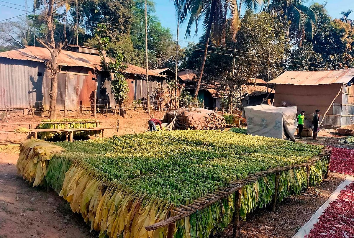 কক্সবাজারের রামুর গর্জনিয়া ইউনিয়নের বোমাংখিল গ্রামের ঘরের উঠানে শুকানো হচ্ছে তামাক পাতা । এরপর পোড়ানো হবে চুল্লিতে। সম্প্রতি তোলা