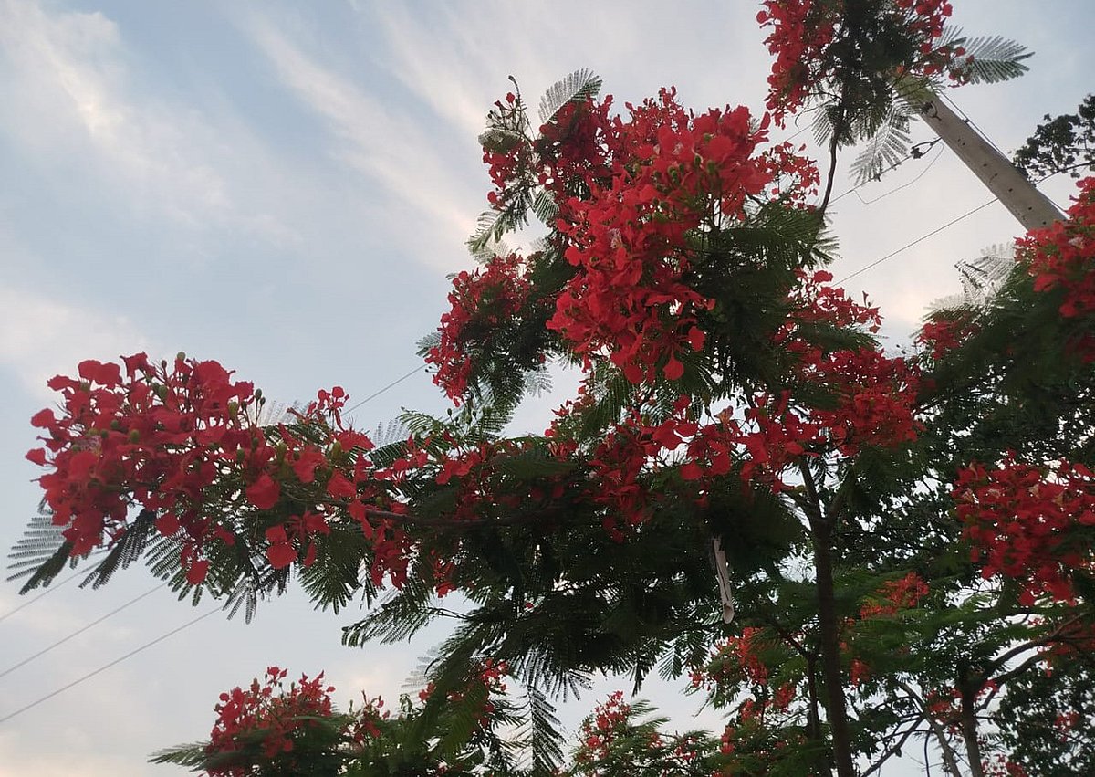গাছে গাছে ঝুলছে লাল তরঙ্গমালা। মৌলভীবাজারের বড়লেখা পৌর শহরের গরুরবাজার এলাকায়