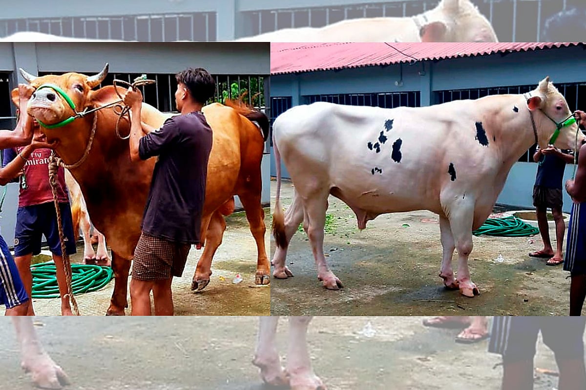 কোরবানির পশুর হাটে বিক্রির জন্য খামারে প্রস্তুত রয়েছে হোলস্টেইন ফ্রিজিয়ান জাতের এই ষাঁড় দুটি। গত মঙ্গলবার দুপুরে টেকনাফের সদর ইউনিয়নের লম্বরী গ্রামের নুর এগ্রো খামারে