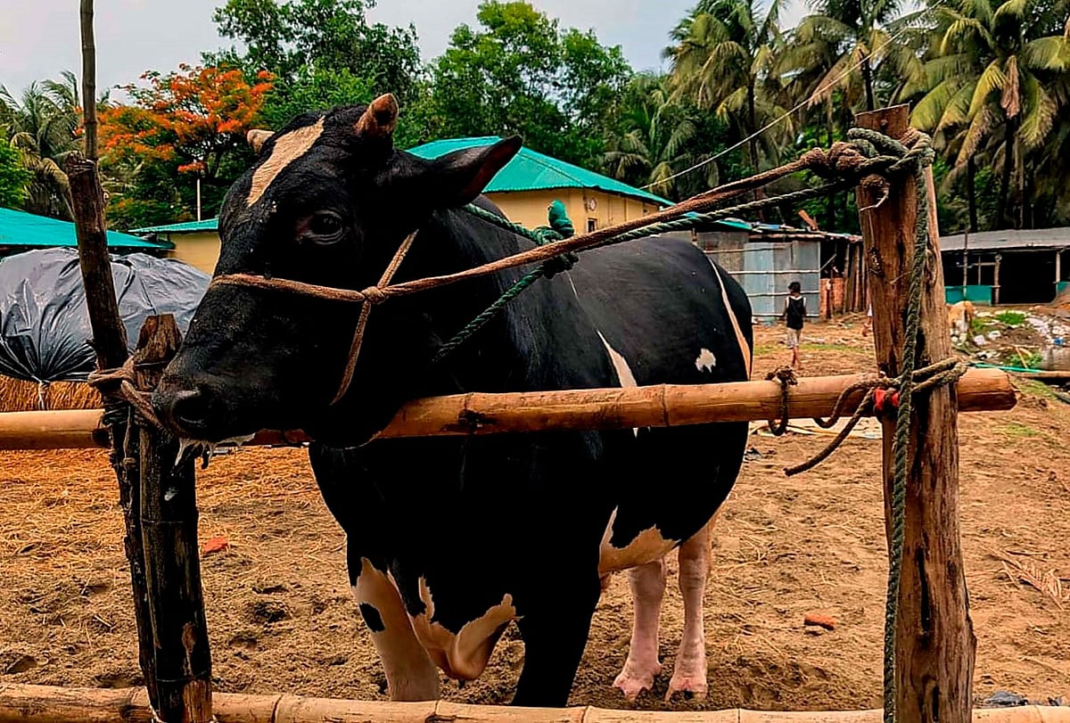 কক্সবাজার শহরের সমিতিপাড়ার নুরুল ইসলামের খামারে ২৮ মণ ওজনের কালা বাহাদুর। গতকাল দুপুরে