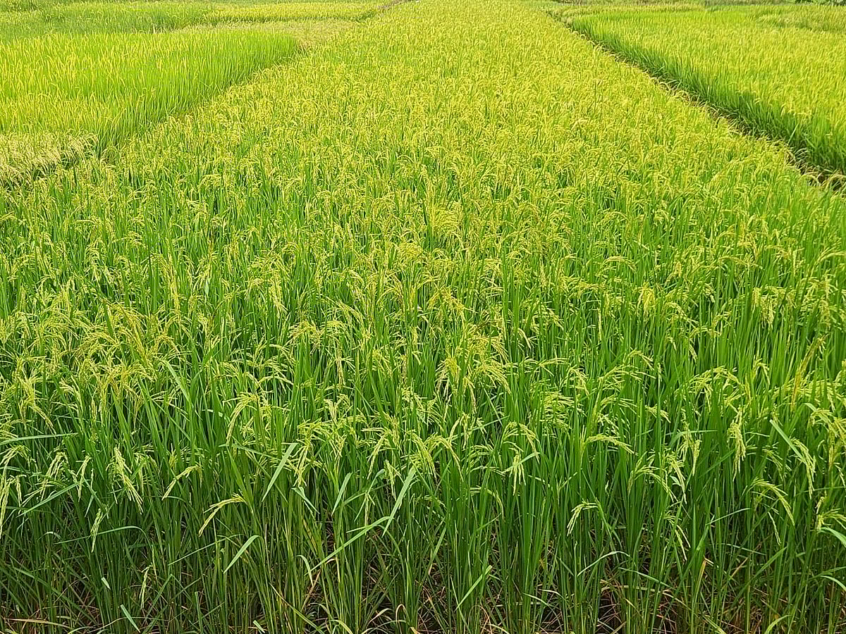 গাজীপুর কৃষি বিশ্ববিদ্যালয়ের (গাকৃবি) বিজ্ঞানীদের উদ্ভাবিত সুগন্ধিযুক্ত ও জিংকসমৃদ্ধ নতুন  জাতের ধান জিএইউ ধান-৩