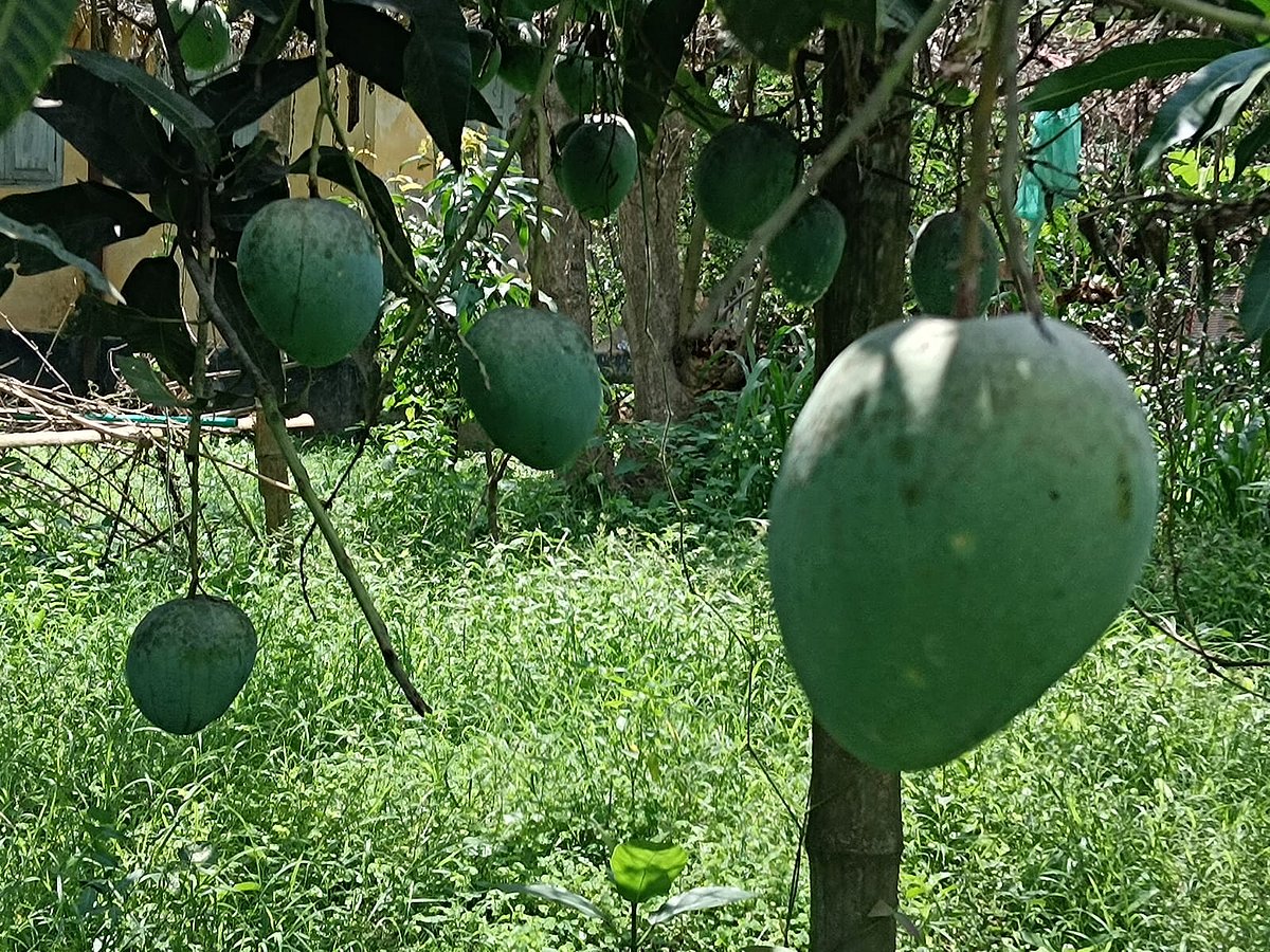 আমবাগানে ধরে আছে মিছরিকান্ত জাতের আম। গত বৃহস্পতিবার চাঁপাইনবাবগঞ্জ হর্টিকালচার সেন্টারে
