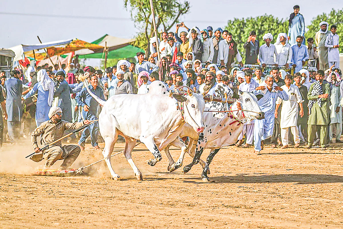 চলছে ষাঁড়দৌড় প্রতিযোগিতা