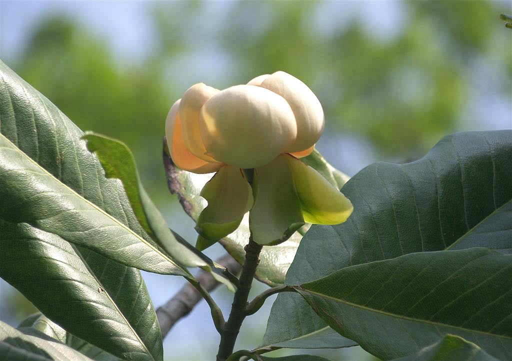 রমনা পার্কে দ্বিজেন শর্মার  রোপণ করা দুলিচাঁপা ফুল