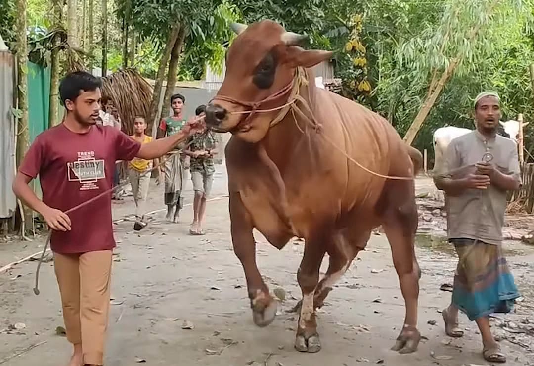 শেরপু‌রে চার বছর ধরে বড় করা হচ্ছে লায়ন নামের গরুটিকে। এটি এবারের কোরবানির ঈদে বিক্রির আশা করা হচ্ছে। সম্প্রতি সদর উপজেলার কৃষ্ণপুর দড়িপাড়া গ্রামে