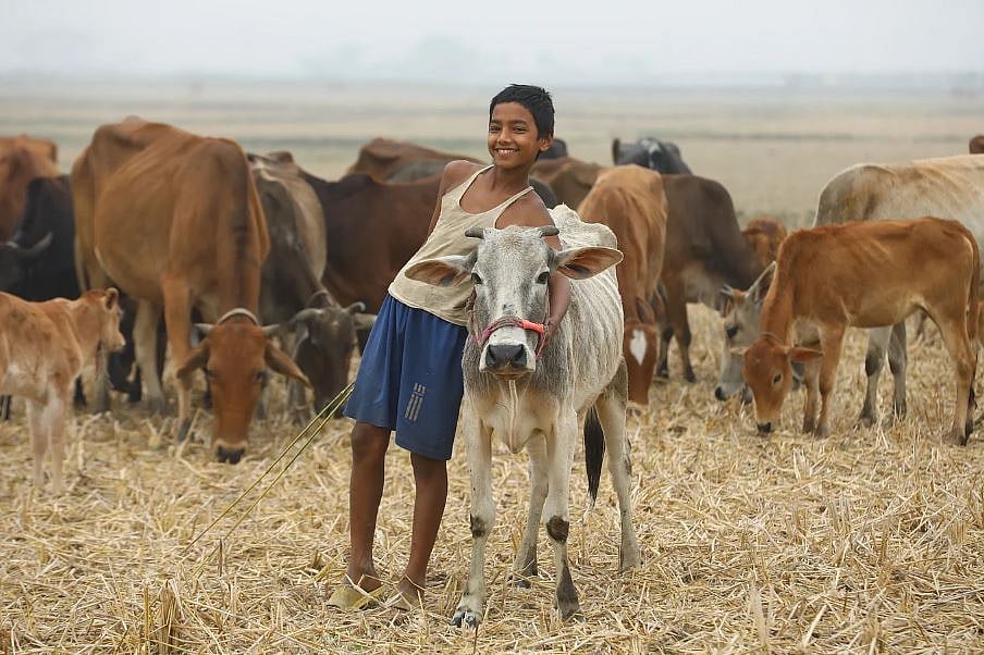 হাজারো স্বপ্ন নিয়ে নাম না-জানা অসংখ্য গ্রামে খেটে খাওয়া বিপুলসংখ্যক মানুষ তাঁদের প্রিয় গরু-মহিষ, ছাগল-ভেড়া বড় করে তোলেন।