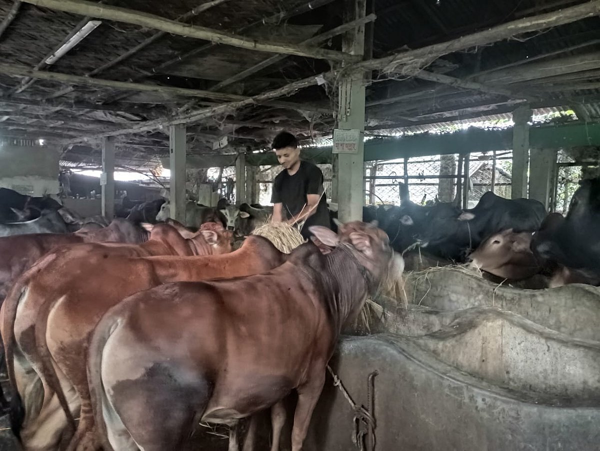 খামারে পশুর যত্ন নিচ্ছেন স্নাতকের শিক্ষার্থী নাঈমুল ইসলাম। এসএসসির পরই ধারের টাকায় খামার শুরু। এখন তিনি সফল খামরি। খামারে আছে ৪৫টি পশু। সম্প্রতি চট্টগ্রামের পটিয়া উপজেলার কচুয়াই ইউনিয়নের ফারুকীপাড়া গ্রামে