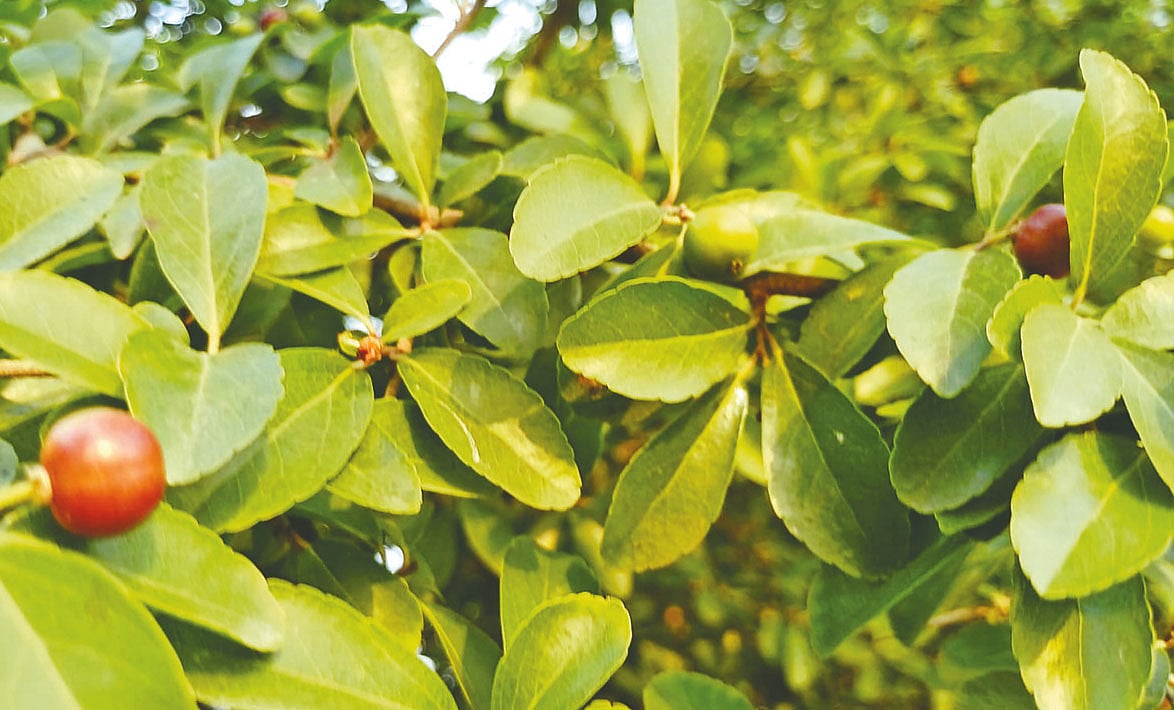 রাজশাহীর গোদাগাড়ীতে বঁইচি ফলের স্থানীয় নাম বেহেনচি। উপজেলার চৈতন্যপুরে যাওয়ার পথে পাওয়া এক বঁইচিগাছ