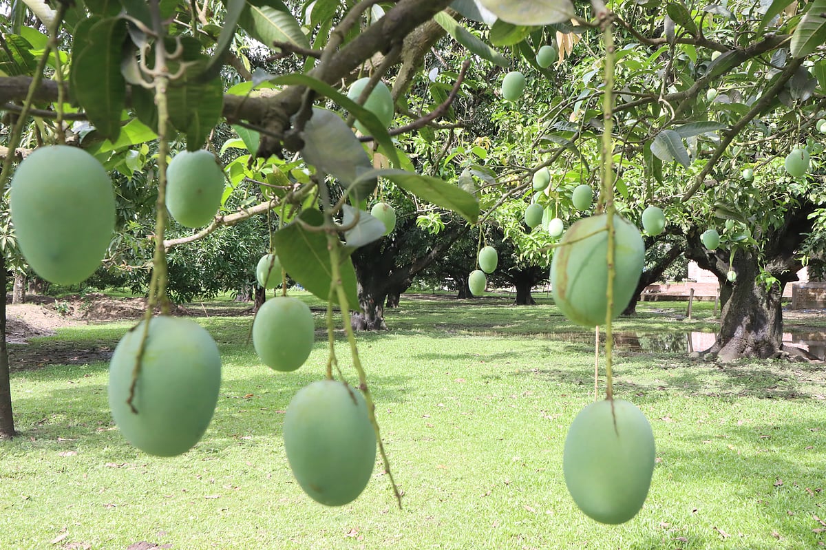 রাজশাহীর হড়গ্রাম রায়পাড়ায় ঐতিহ্যবাহী একটি বাগানের আম