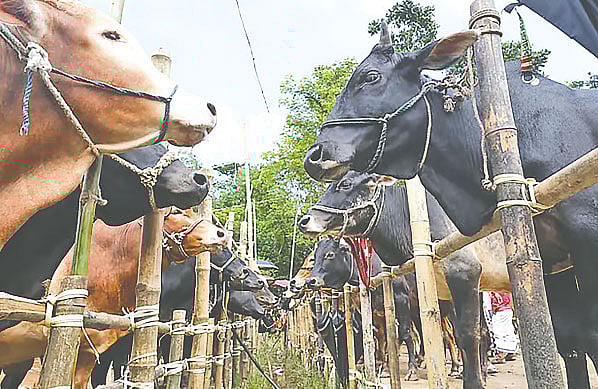 পশুর হাট