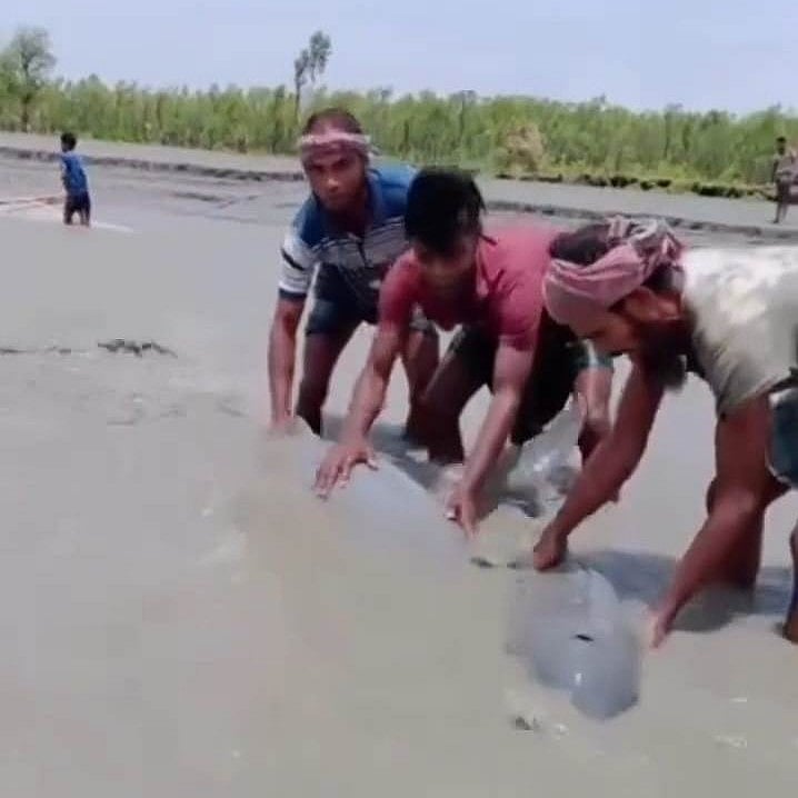 কাদাপানিতে আটকে রয়েছে দুটি ডলফিন। জেলেরা তাদের সেখান থেকে উদ্ধার করছেন। জেলে আশরাফ উদ্দিনের ধারণ করা ভিডিও থেকে নেওয়া ছবি।