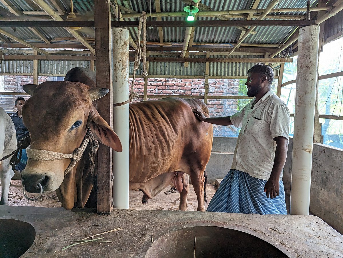 শরীয়তপুরের তিন বছর বয়সী গরুটির ওজন এক হাজার কেজি