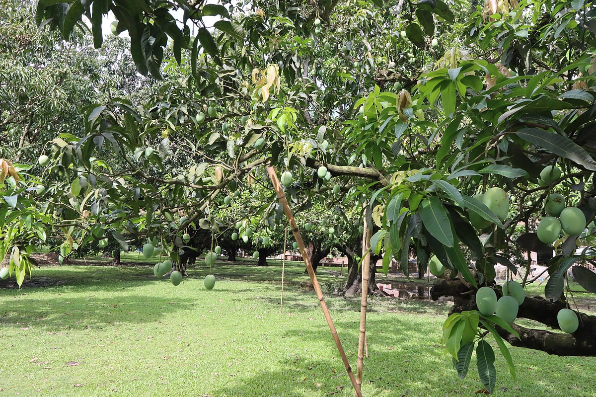 রাজশাহীর হড়গ্রাম রায়পাড়ার ঐতিহ্যবাহী আমবাগান। গত শুক্রবার তোলা