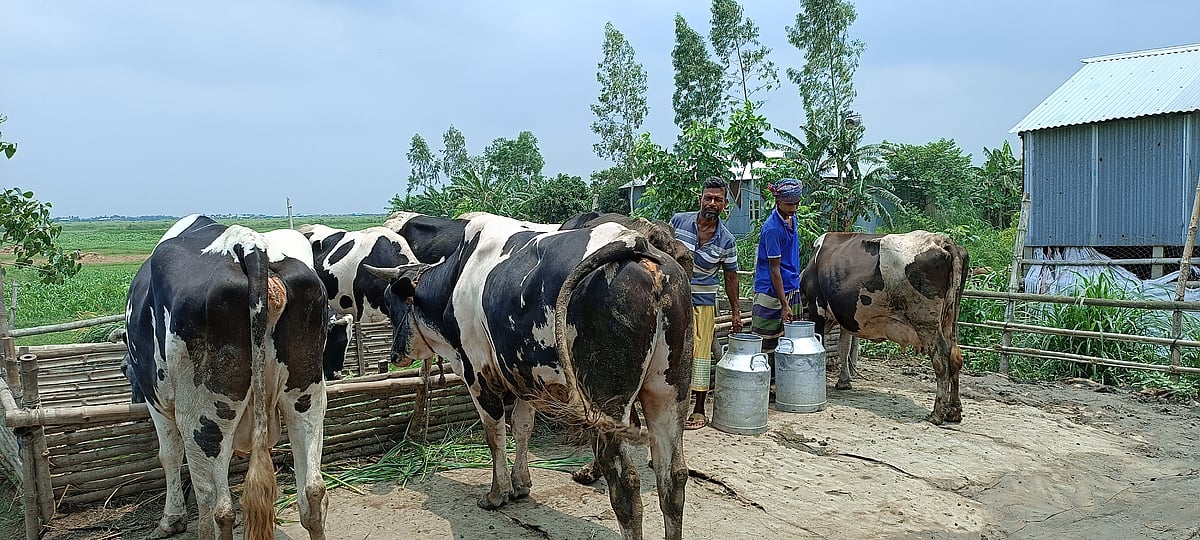 পাবনার বেড়া উপজেলায় যমুনার দক্ষিণ চরপেঁচাকোলা চরের আশকার প্রামাণিকের একসময় অভাব ছিল নিত্যসঙ্গী। গরু পালন করে এখন তিনি সচ্ছল। নিজের খামারে গরু নিয়ে ব্যস্ত আশকার প্রামাণিক। গতকাল শনিবার