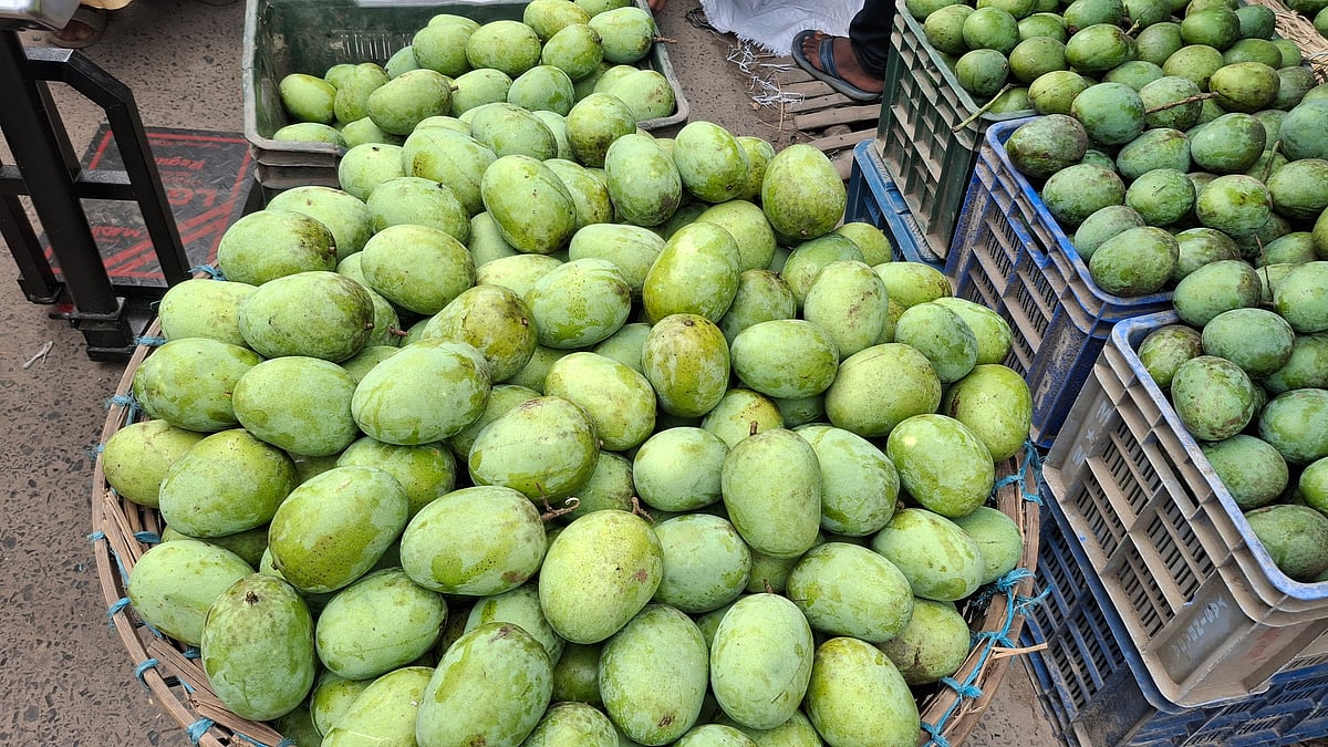 গত বছরের তুলনায় এবার আমের দাম মণপ্রতি ৭০০ থেকে ১ হাজার পর্যন্ত কমেছে