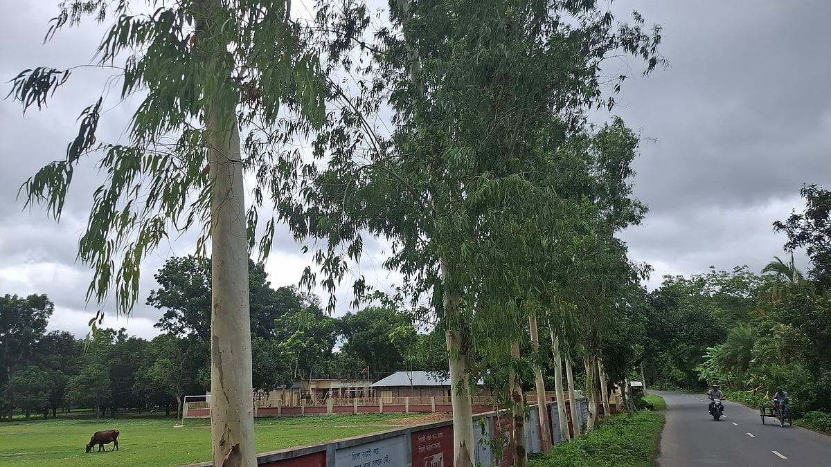 রাজশাহীর চারঘাট উপজেলার বাসুদেবপুর উচ্চবিদ্যালয়ের সামনে বেড়ে উঠেছে এক সারি ইউক্যালিপটাসগাছ