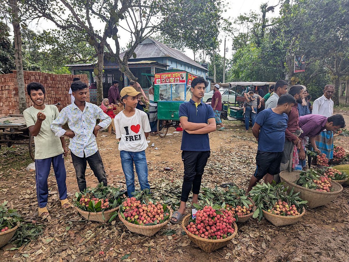 ব্রাহ্মণবাড়িয়ার বিজয়নগর উপজেলার বিষ্ণুপুর গ্রামে মাসুদুল হাসানের লিচু বাগান থেকে অনেকে লিচু কিনে নেন