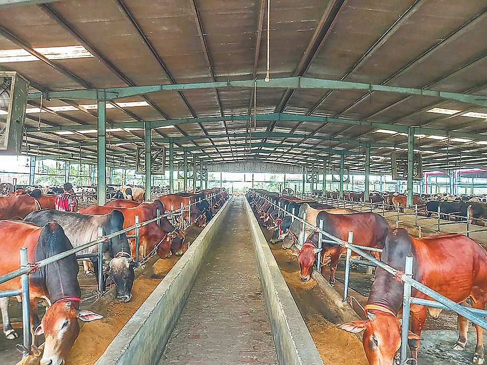 রাজশাহীতে নাবা ডেইরি অ্যান্ড ক্যাটলে আধুনিক ব্যবস্থাপনার মাধ্যমে গরু লালন–পালন করা হয়