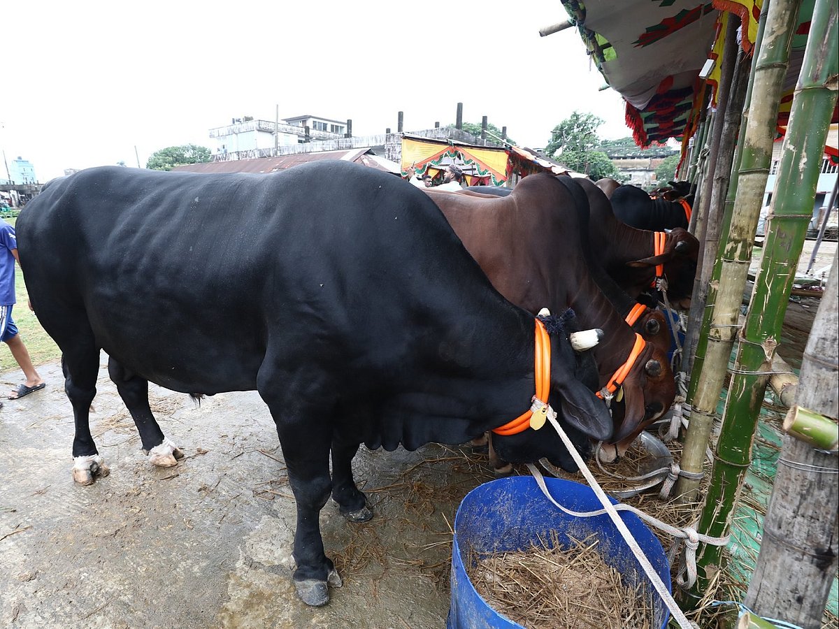 সিলেটের কাজির বাজার পশুর হাটে বিক্রির জন্য আনা হয়েছে ‘বিগ বস’ ও ‘পুষ্পা’ নামের শাহিওয়াল জাতের দুটি গরু। আজ দুপুরে তোলা