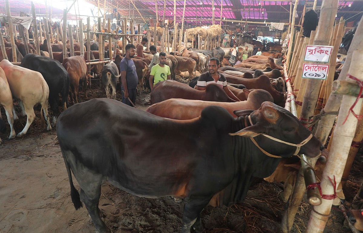পশুর হাট ক্রেতা বাড়ছে। তবে দাম বেশি হওয়ায় বিক্রি তেমন জমে উঠছে না। আজ বেলা ২টায় চট্টগ্রাম নগরের সাগরিকা পশু হাটে