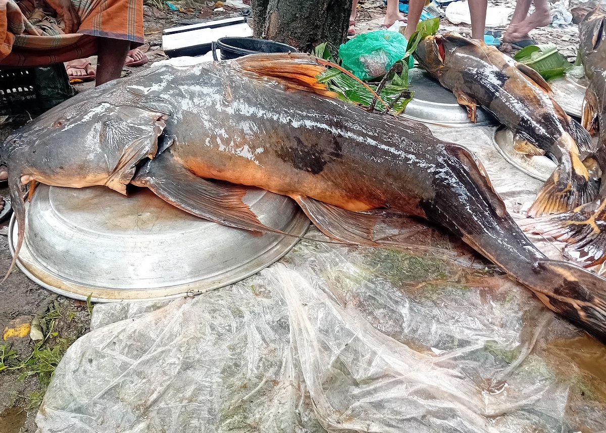 মৌলভীবাজারের জুড়ী উপজেলার শিশুপার্ক চত্বরে ৯০ কেজির ৩টি বাগাড় মাছ বিক্রির জন্য আনা হয়