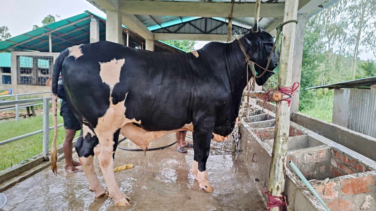 কোরবানির ঈদ উপলক্ষে বিক্রির জন্য কালো মানিক নামের ষাঁড়টি প্রস্তুত করা হয়েছে খামারে। গতকাল দুপুরে চট্টগ্রামের সাতকানিয়ার চুড়ামনি এলাকায়