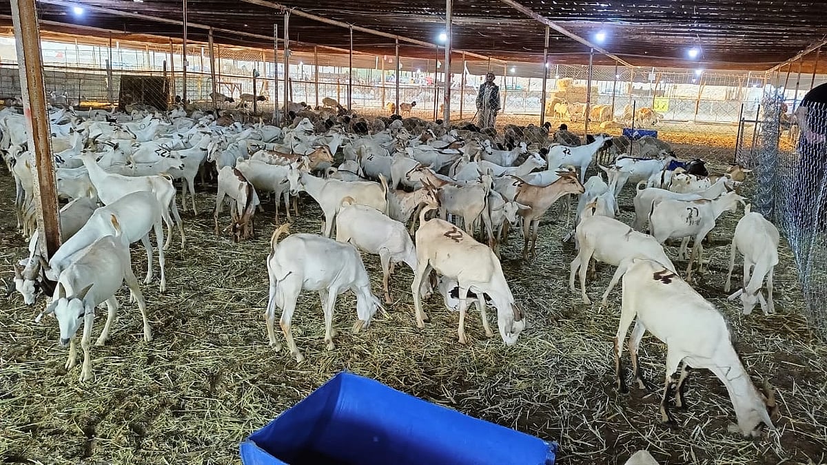এখান থেকে হাজিরা খাসি কিনে কোরবানির জন্য রেখে যাচ্ছেন