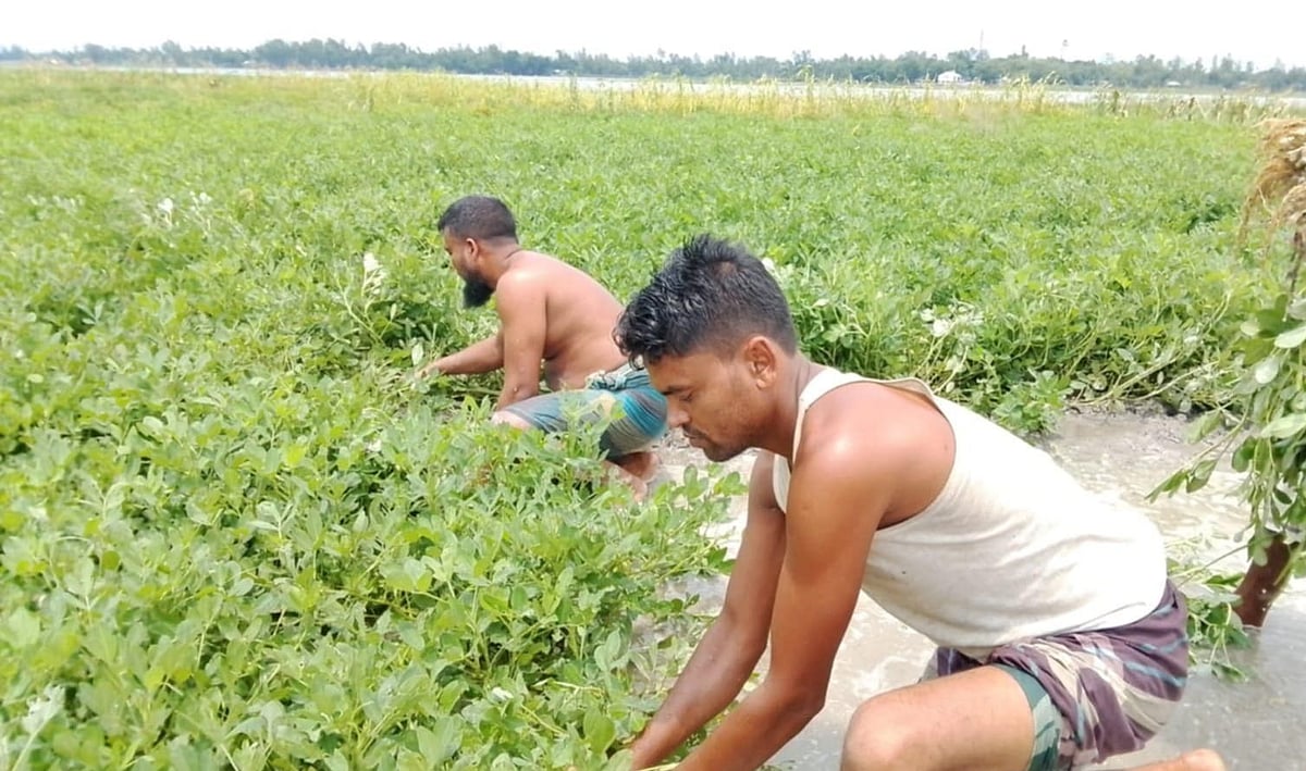 ভারী বৃষ্টি ও উজানের ঢলে বাদাম খেত ডুবে গেছে। ডুবে যাওয়া বাদাম তুলছেন কয়েকজন কৃষক। কুড়িগ্রামের রাজারহাট উপজেলার ঘড়িয়ালডাঙ্গা ইউনিয়নের তিস্তার চরে গতকাল