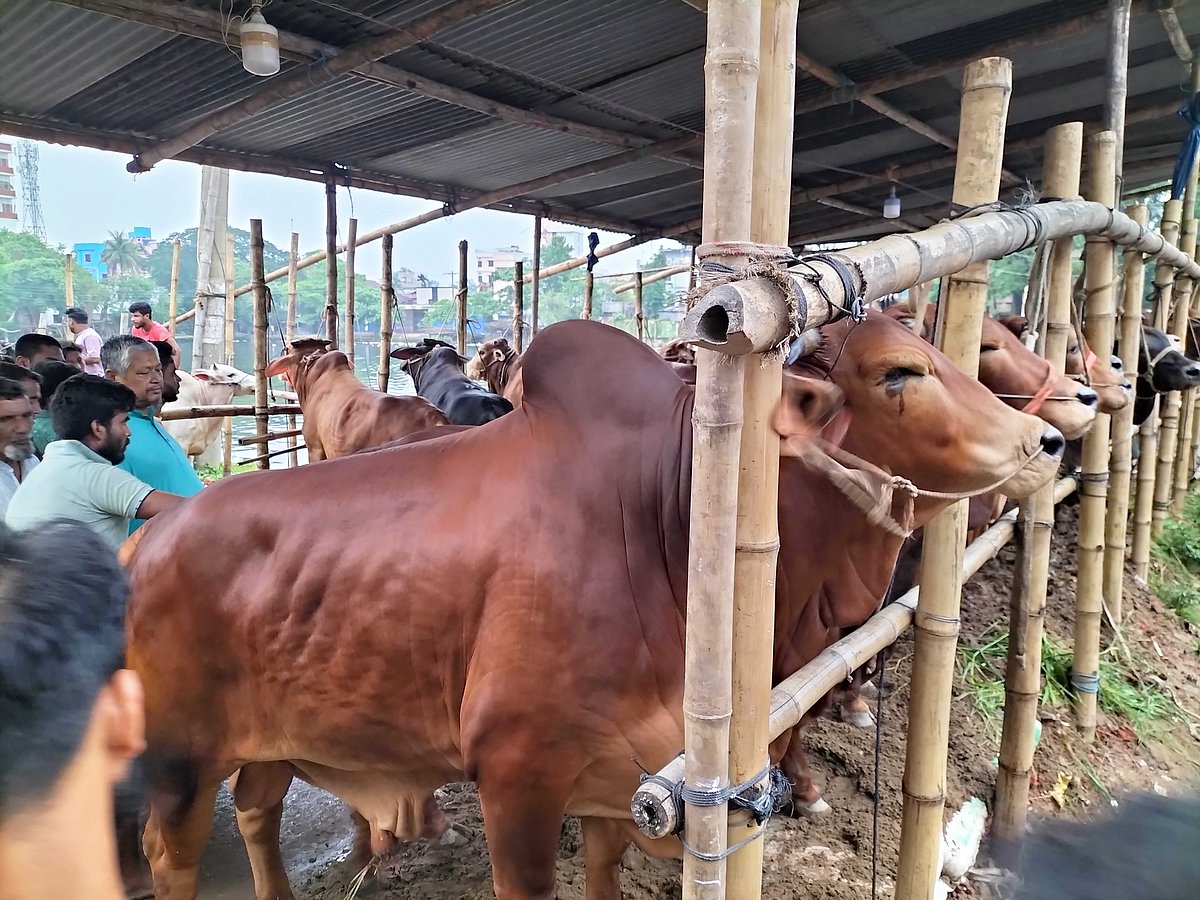 শ্রীমঙ্গলে ছোট–বড় নানা আকৃতির গরু, ছাগল, মহিষ নিয়ে কোরবানির হাটে এসেছেন বিক্রেতারা। আজ মঙ্গলবার