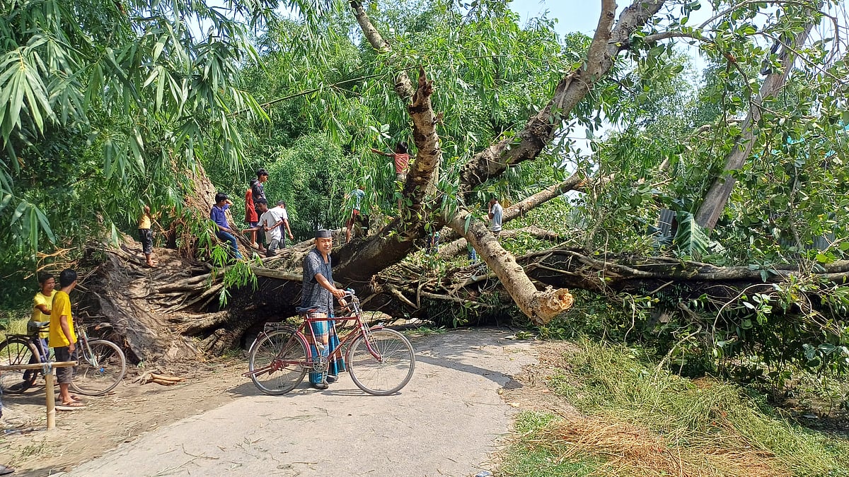 পঞ্চগড়ে ঝড়ে পুরোনো বট-পাকুরের গাছ উপড়ে গেছে। আজ মঙ্গলবার সকালে সদর উপজেলার ধাক্কামারা ইউনিয়নের বুড়িরবান এলাকায়