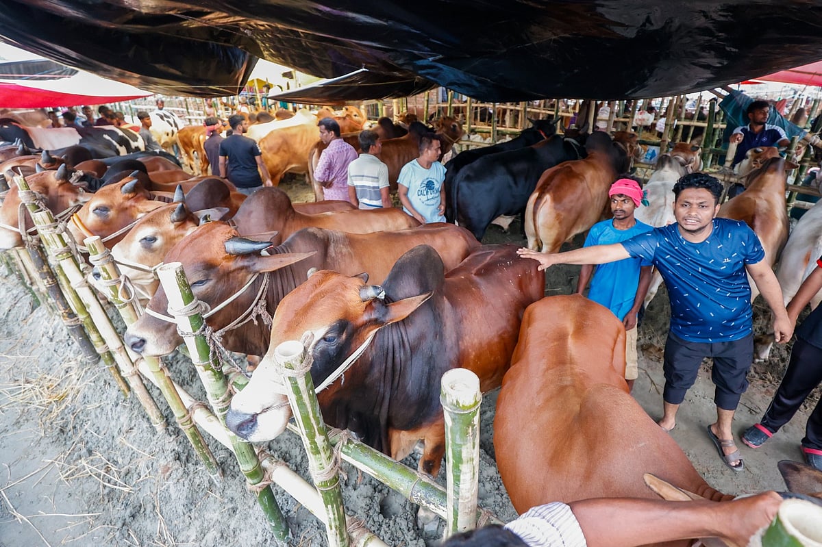 রাজধানীর গাবতলী পশুর হাট। গতকাল মঙ্গলবার এই হাটে কোরবানির পশু বিক্রি শুরু হয়েছে