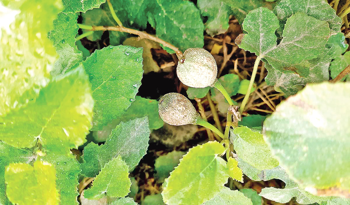 ময়মনসিংহের বুড়াপীরের মাজারের পেছনে ফলসহ ভুঁইডুমুরগাছ