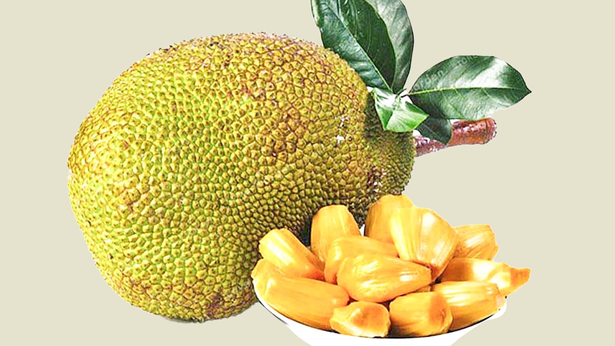 দেশি ফল কাঁঠাল