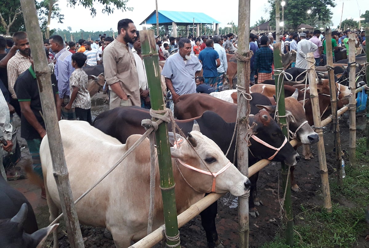 বিক্রির জন্য সারি ধরে সাজিয়ে রাখা হয়েছে কোরবানির গরু। মৌলভীবাজার সদর উপজেলার দীঘিরপার বাজারে