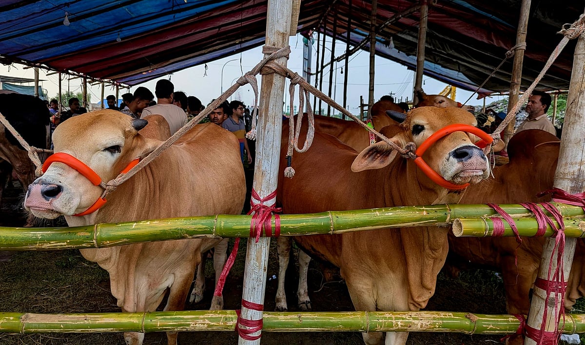 কক্সবাজার শহরের একটি পশুর হাটে বিক্রির জন্য আনা হয় এসব গরু। গতকাল মঙ্গলবার দুপুরে