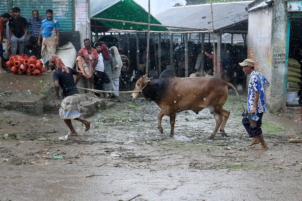 দেখেশুনে কিনতে হবে কোরবানির গরু