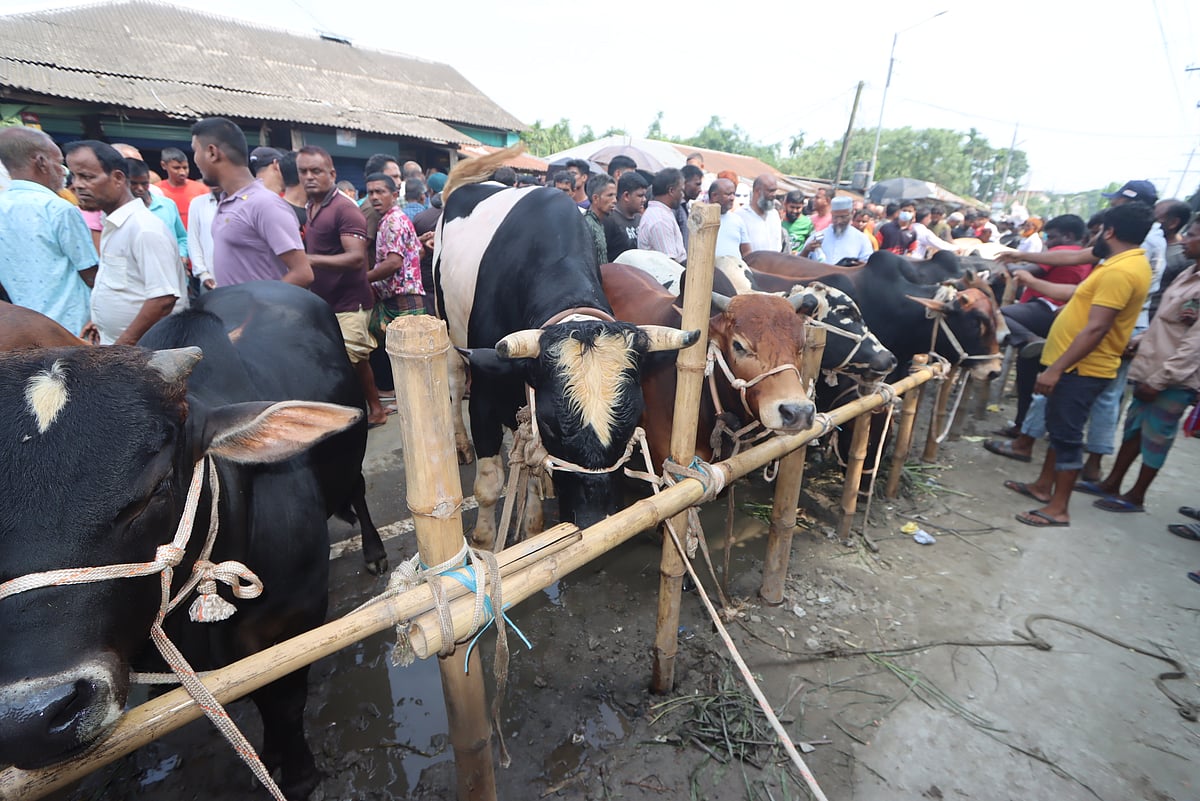 জমজমাট হাট। উঠেছে নানা আকৃতির  গরু। ক্রেতারাও ভিড় করছেন। আজ দুপুরে রংপুর নগরের বুড়িরহাটে