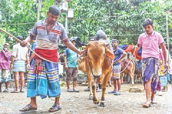 হাট থেকে গরু কিনে বাড়ি ফেরা। গতকাল রাজধানীর শাহজাহানপুর হাটে