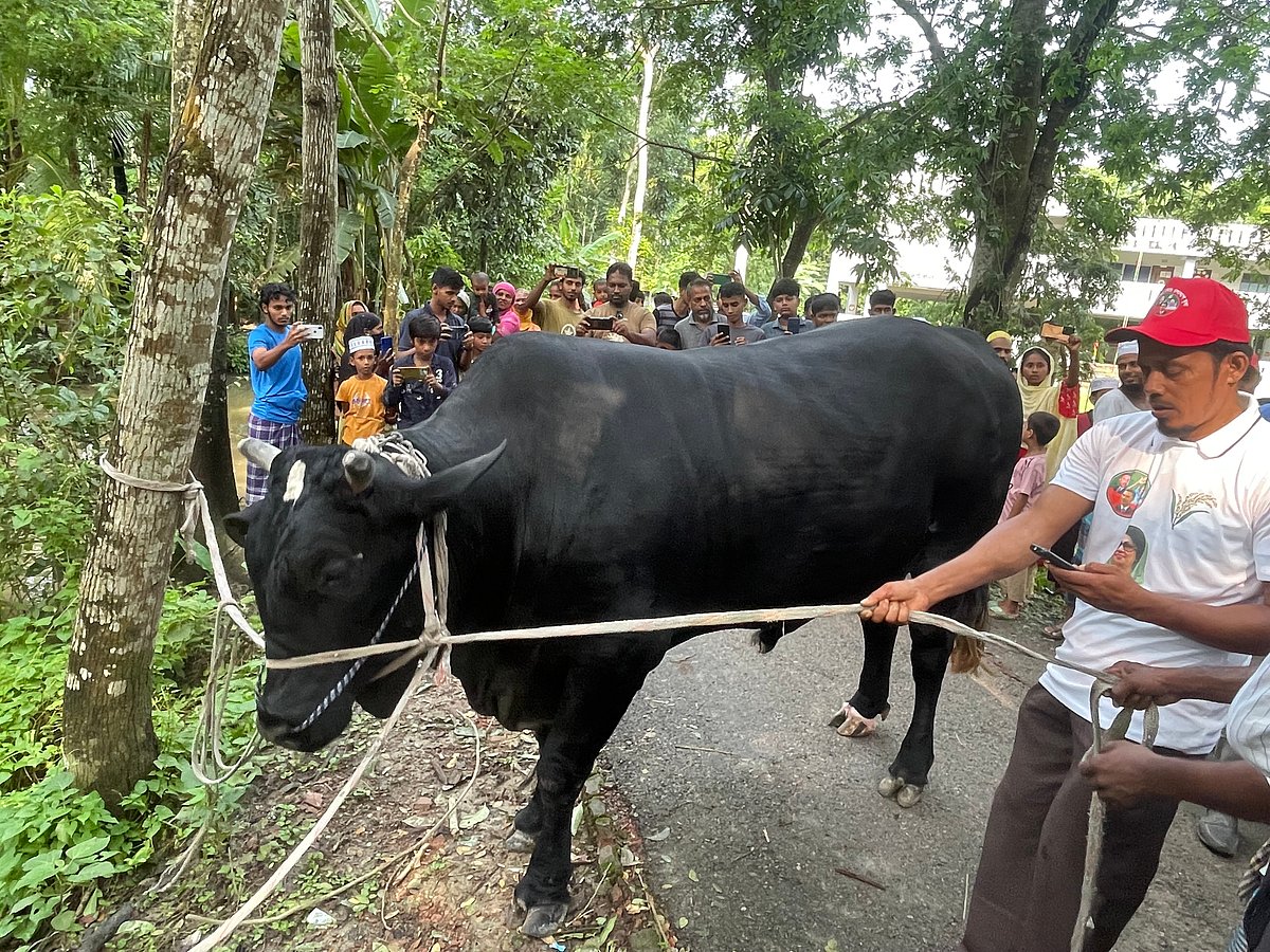 কৃষক সোহাগ মৃধা আজ বৃহস্পতিবার সকালে পটুয়াখালীর মির্জাগঞ্জ থেকে ষাঁড় নিয়ে ঢাকার উদ্দেশে যাত্রা করেন