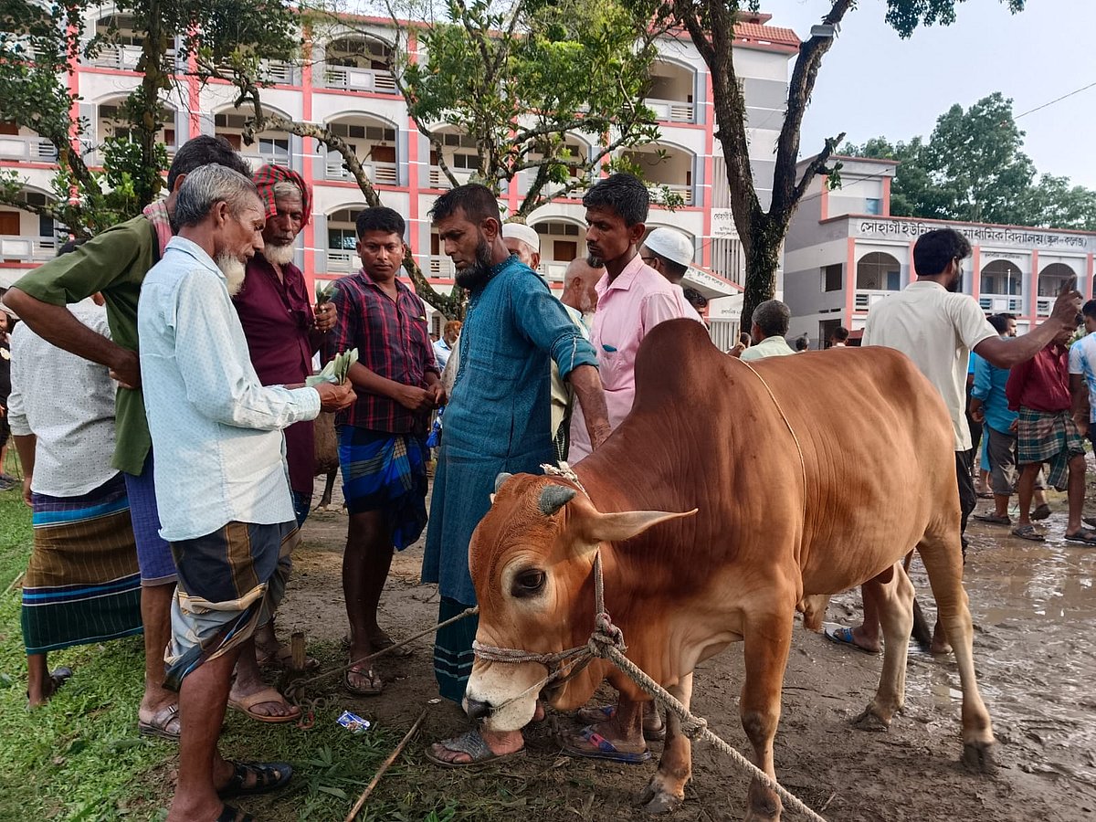 ময়মনসিংহের ঈশ্বরগঞ্জের সোহাগী পশুর হাটে ক্রেতার তুলনায় গরুর সরবরাহ বেশি। ফলে গরুর দামও কম। বৃহস্পতিবার বিকেলে