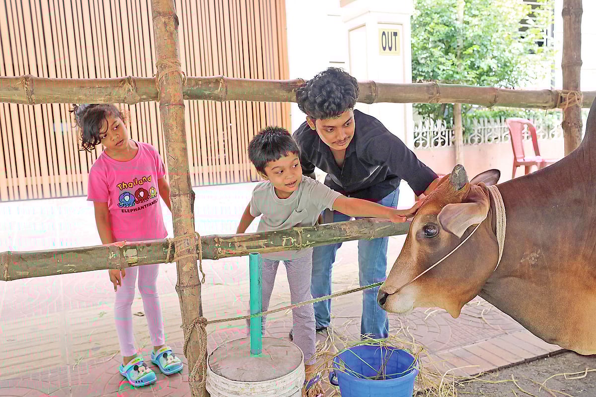 কোরবানির জন্য গরু এনে বেঁধে রাখা হয়েছে বাড়ির সামনে। ছুঁয়ে দেখার চেষ্টা দুই শিশুর। গতকাল দুপুরে রাজধানীর ধানমন্ডিতে