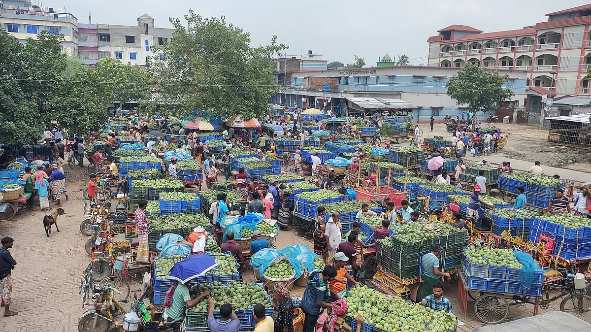 সবচেয়ে বড় আমের বাজার হিসেবে খ্যাত চাঁপাইনবাবগঞ্জের শিবগঞ্জ উপজেলার কানসাটের আমের বাজার তেমনভাবে জমে ওঠেনি